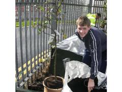 Fruit trees planted